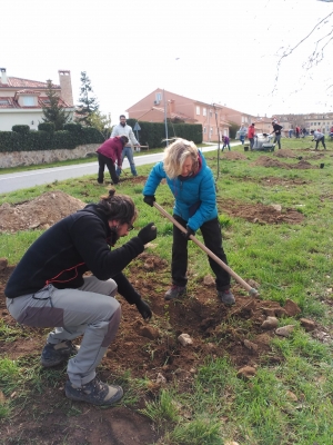 Plantación de 100 árboles en Torrecaballeros (Segovia) y 60 en Arroyo de Cuéllar (Segovia)