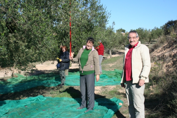 Cosecha y poda de olivos del Centro Amma en Piera (Barcelona)