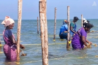Una cuantiosa cosecha de algas marinas empodera a mujeres de pueblos costeros de Tamil Nadu