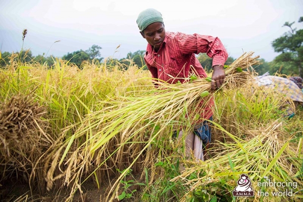 Let’s Rise for Healthy Rice! Amrtiva SeRVe Farmers’ First Organic-Agriculture Certification