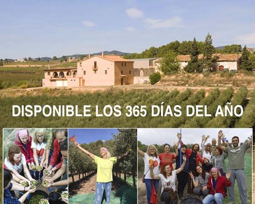 cartel_volunt_olivos_2025