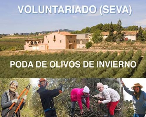 seva_CA_aceitunas_poda2025
